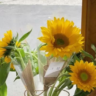 乐彩网app官方正版下载